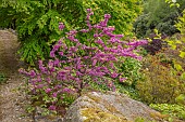 WOOTTON HALL, DERBYSHIRE: SPRING, MAY, PINK FLOWERS, BLOOMS OF CERCIS SILIQUASTRUM, JUDAS TREE, DECIDUOUS, TREES