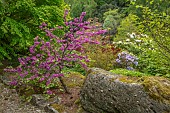 WOOTTON HALL, DERBYSHIRE: SPRING, MAY, PINK FLOWERS, BLOOMS OF CERCIS SILIQUASTRUM, JUDAS TREE, DECIDUOUS, TREES