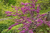 WOOTTON HALL, DERBYSHIRE: SPRING, MAY, PINK FLOWERS, BLOOMS OF CERCIS SILIQUASTRUM, JUDAS TREE, DECIDUOUS, TREES