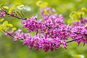 WOOTTON HALL, DERBYSHIRE: SPRING, MAY, PINK FLOWERS, BLOOMS OF CERCIS SILIQUASTRUM, JUDAS TREE, DECIDUOUS, TREES