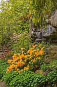 WOOTTON HALL, DERBYSHIRE: SPRING, MAY, PATH, LABURNUM, YELLOW FLOWERS, BLOOMS OF RHODODENDRON AZALEA NANCY WATERER