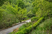 WOOTTON HALL, DERBYSHIRE: SPRING, MAY, PATH, GREEN, FOLIAGE, LEAVES OF JUGLANS NIGRA, TREES