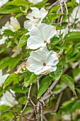 WOOTTON HALL, DERBYSHIRE: SPRING, MAY, WHITE BRACTS OF DOGWOOD, CORNUS FLORIDA, SHRUBS, TREES