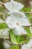 WOOTTON HALL, DERBYSHIRE: SPRING, MAY, WHITE BRACTS OF DOGWOOD, CORNUS FLORIDA, SHRUBS, TREES
