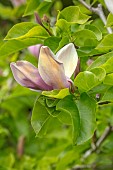 WOOTTON HALL, DERBYSHIRE: SPRING, MAY, FLOWERS, BLOOMS OF MAGNOLIA BROOKLYNENSIS EVAMARIA, TREES, SHRUBS