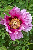 WOOTTON HALL, DERBYSHIRE: SPRING, MAY, PINK FLOWERS, BLOOMS OF PAEONIA, PEONT, PEONIES, PAEONIA ROCKII, TREE PEONY, SHRUBS