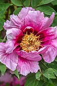 WOOTTON HALL, DERBYSHIRE: SPRING, MAY, PINK FLOWERS, BLOOMS OF PAEONIA, PEONT, PEONIES, PAEONIA ROCKII, TREE PEONY, SHRUBS