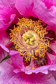 WOOTTON HALL, DERBYSHIRE: SPRING, MAY, PINK FLOWERS, BLOOMS OF PAEONIA, PEONT, PEONIES, PAEONIA ROCKII, TREE PEONY, SHRUBS