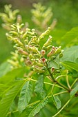 WOOTTON HALL, DERBYSHIRE: SPRING, MAY, AESCULUS PAVIA KOEHNEI, BUCKEYE, TREES