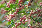 WOOTTON HALL, DERBYSHIRE: SPRING, MAY, FLOWERS OF ENKIANTHUS CAMPANULATUS, REDVEIN ENKIANTHUS, DECIDUOUS, SHRUBS