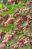 WOOTTON HALL, DERBYSHIRE: SPRING, MAY, FLOWERS OF ENKIANTHUS CAMPANULATUS, REDVEIN ENKIANTHUS, DECIDUOUS, SHRUBS