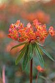 WOOTTON HALL, DERBYSHIRE: SPRING, MAY, RED, ORANGE FLOWERS, BLOOMS OF EUPHORBIA GRIFFITHII FIREGLOW, PERENNIALS