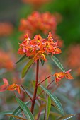 WOOTTON HALL, DERBYSHIRE: SPRING, MAY, RED, ORANGE FLOWERS, BLOOMS OF EUPHORBIA GRIFFITHII FIREGLOW, PERENNIALS