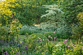THE OLD RECTORY WRESTLINGWORTH, BEDFORDSHIRE: SPRING, MAY, ALLIUM PURPLE SENSATION, PERSICARIA BISTORTA SUPERBA, CORNUS CONTROVERSA VARIEGATA