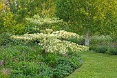 THE OLD RECTORY WRESTLINGWORTH, BEDFORDSHIRE: SPRING, MAY, BORDER, CORNUS CONTROVERSA VARIEGATA