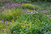 THE OLD RECTORY WRESTLINGWORTH, BEDFORDSHIRE: SPRING, MAY, ALLIUMS, RED CAMPION, ALLIUM PURPLE SENSATION