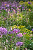 THE OLD RECTORY WRESTLINGWORTH, BEDFORDSHIRE: SPRING, MAY, ALLIUM PURPLE SENSATION, PERSICARIA BISTORTA SUPERBA, RED CAMPION