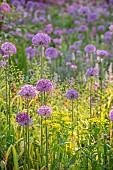 THE OLD RECTORY WRESTLINGWORTH, BEDFORDSHIRE: SPRING, MAY, ALLIUM PURPLE SENSATION