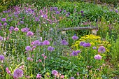 THE OLD RECTORY WRESTLINGWORTH, BEDFORDSHIRE: SPRING, MAY, STONE BENCH, ALLIUM PURPLE SENSATION, PERSICARIA BISTORTA SUPERBA, RED CAMPION, OX EYE DAISES, EUPHORBIA