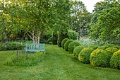 THE OLD RECTORY WRESTLINGWORTH, BEDFORDSHIRE: SPRING, MAY, CLIPPED BOX BALLS, COW PARSLEY, BLUE BENCH, LAWN