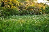 THE OLD RECTORY WRESTLINGWORTH, BEDFORDSHIRE: SPRING, MAY, COW PARSLEY, MEADOW