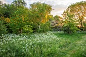 THE OLD RECTORY WRESTLINGWORTH, BEDFORDSHIRE: SPRING, MAY, COW PARSLEY, MEADOW