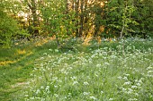 THE OLD RECTORY WRESTLINGWORTH, BEDFORDSHIRE: SPRING, MAY, COW PARSLEY, MEADOW, METAL BENCH, SEAT