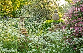 THE OLD RECTORY WRESTLINGWORTH, BEDFORDSHIRE: SPRING, MAY, FOLLY, COW PARSLEY AND HONEYSUCKLE, LONICERA