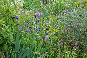 THE OLD RECTORY WRESTLINGWORTH, BEDFORDSHIRE: SPRING, MAY, BORDER, IRISES, RED CAMPION, ALLIUM PURPLE SENSATION