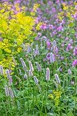 THE OLD RECTORY WRESTLINGWORTH, BEDFORDSHIRE: SPRING, MAY, BORDER WITH SMYRNIUM, RED CAMPION AND PERSICARIA BISTORTA SUPERBA