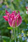 THE OLD RECTORY WRESTLINGWORTH, BEDFORDSHIRE: SPRING, MAY, PINK, GREEN VIRIDIFLORA TULIP VIRICHIC