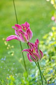 THE OLD RECTORY WRESTLINGWORTH, BEDFORDSHIRE: SPRING, MAY, PINK, GREEN VIRIDIFLORA TULIP VIRICHIC