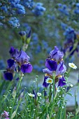 THE OLD RECTORY WRESTLINGWORTH, BEDFORDSHIRE: SPRING, MAY, IRIS AND CEANOTHUS