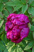 THE OLD RECTORY WRESTLINGWORTH, BEDFORDSHIRE: SPRING, MAY, PINK FLOWERS OF PEONY, PAEONIA, PEONIES