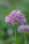 THE OLD RECTORY WRESTLINGWORTH, BEDFORDSHIRE: SPRING, MAY, PURPLE FLOWERS, BLOOMS OF ALLIUM PURPLE SENSATION