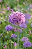 THE OLD RECTORY WRESTLINGWORTH, BEDFORDSHIRE: SPRING, MAY, PURPLE FLOWERS, BLOOMS OF ALLIUM PURPLE SENSATION