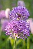 THE OLD RECTORY WRESTLINGWORTH, BEDFORDSHIRE: SPRING, MAY, PURPLE FLOWERS, BLOOMS OF ALLIUM PURPLE SENSATION