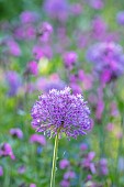 THE OLD RECTORY WRESTLINGWORTH, BEDFORDSHIRE: SPRING, MAY, PURPLE FLOWERS, BLOOMS OF ALLIUM PURPLE SENSATION