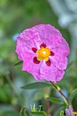 THE OLD RECTORY WRESTLINGWORTH, BEDFORDSHIRE: SPRING, MAY, PINK FLOWER, BLOOMS OF CISTUS X PURPUREUS, ROCK ROSE