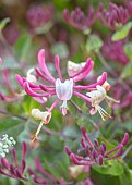 THE OLD RECTORY WRESTLINGWORTH, BEDFORDSHIRE: SPRING, MAY, FLOWERS, BLOOMS OF HONEYSUCKLE, LONICERA