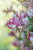 THE OLD RECTORY WRESTLINGWORTH, BEDFORDSHIRE: SPRING, MAY, FLOWERS, BLOOMS OF HONEYSUCKLE, LONICERA