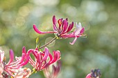 THE OLD RECTORY WRESTLINGWORTH, BEDFORDSHIRE: SPRING, MAY, FLOWERS, BLOOMS OF HONEYSUCKLE, LONICERA