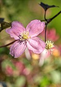 THE OLD RECTORY WRESTLINGWORTH, BEDFORDSHIRE: SPRING, MAY, PINK FLOWERS, BLOOMS OF CLEMATIS MONTANA