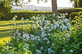 THE OLD VICARAGE, WORMLEIGHTON, WARWICKSHIRE: DESIGNER ANGEL COLLINS - BORDER, ALLIUM MOUNT EVEREST
