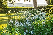 THE OLD VICARAGE, WORMLEIGHTON, WARWICKSHIRE: DESIGNER ANGEL COLLINS - BORDER, ALLIUM MOUNT EVEREST
