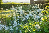 THE OLD VICARAGE, WORMLEIGHTON, WARWICKSHIRE: DESIGNER ANGEL COLLINS - BORDER, ALLIUM MOUNT EVEREST