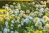 THE OLD VICARAGE, WORMLEIGHTON, WARWICKSHIRE: DESIGNER ANGEL COLLINS - BORDER, ALLIUM MOUNT EVEREST