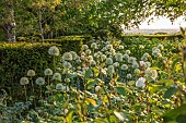 THE OLD VICARAGE, WORMLEIGHTON, WARWICKSHIRE: DESIGNER ANGEL COLLINS - BORDER, ALLIUM MOUNT EVEREST
