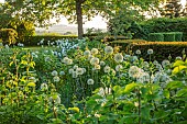 THE OLD VICARAGE, WORMLEIGHTON, WARWICKSHIRE: DESIGNER ANGEL COLLINS - BORDER, ALLIUM MOUNT EVEREST