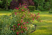 THE OLD VICARAGE, WORMLEIGHTON, WARWICKSHIRE: DESIGNER ANGEL COLLINS - BORDER, PINK, RED FLOWERS OF ROSE, ROSA CHINENSIS MUTABILIS, LAWN